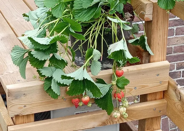 Frühstückspension Moments Schagen